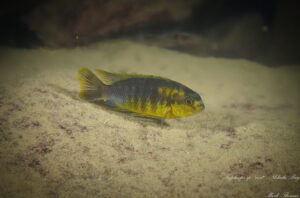 Tropheops sp. 'rust' Nkhata Bay